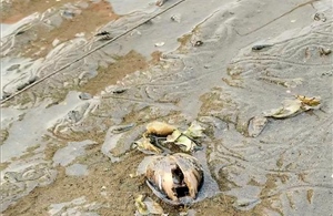 Nguy cơ ngao chết hàng loạt do ký sinh trùng nguy hiểm tại xã Quảng Hà