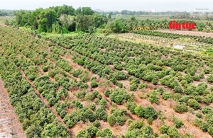 ‘Thủ phủ’ trồng mai ở TP Hồ Chí Minh gặp khó trong vụ Tết 2026