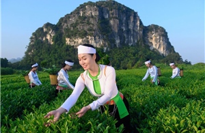 Chè Búp Xanh Yên Thủy – Hương vị tinh túy từ núi rừng