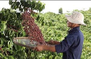 Nestlé Tăng cường áp dụng nông nghiệp tái sinh, tăng năng suất và giảm phát thải khí nhà kính