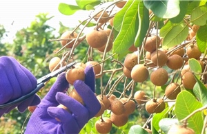 Nhà vườn Cần Thơ phấn khởi vì thanh nhãn đầu mùa giá cao kỷ lục