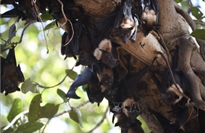 Bài học từ quốc gia đầu tiên đối mặt với dịch virus Nipah