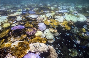 Nắng nóng 3 năm liên tiếp tẩy trắng một nửa rạn san hô toàn cầu