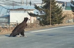 Nguồn gốc gây sốc của 'chim khổng lồ' trên cao tốc ở Trung Quốc