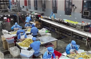 Băng dính từ tre mở hướng giảm ô nhiễm nhựa