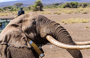 Kenya lo nông sản nhiễm độc sau cái chết của 15 con tại vườn quốc gia Amboseli
