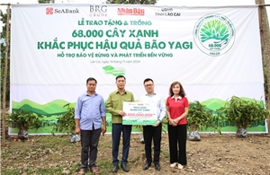 SeABank và Tập đoàn BRG chung tay trồng 68.000 cây phủ xanh gần 20ha rừng tại Lào Cai