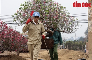 Chi hàng chục triệu đồng mỗi ngày để &#39;hồi sinh&#39; vườn đào sau Tết