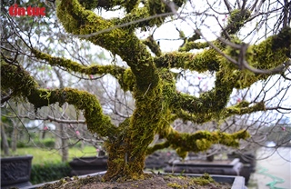 Đào cổ thụ Tây Bắc xuống phố Thủ đô, giá thuê hàng chục triệu đồng