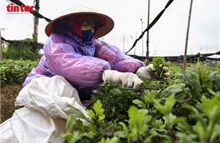 Giá rét bao trùm, nông dân Hà Nội gồng mình chăm hoa Tết