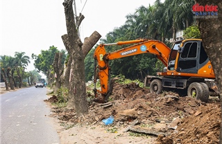 Di dời hàng xà cừ cổ thụ phục vụ mở rộng đường 70