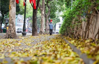 Có một Hà Nội đẹp dịu dàng mùa lá rụng