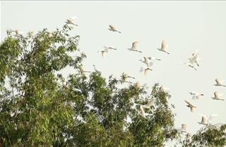 Đàn cò trắng vẽ bức tranh quê thanh bình