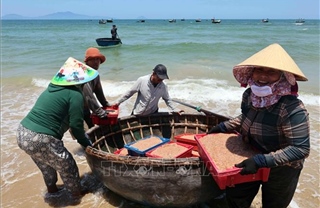 Trúng đậm ruốc biển, ngư dân thu nhập tiền triệu mỗi ngày