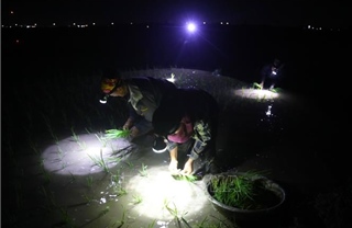 Nông dân Nghệ An đội đèn cấy lúa ban đêm để tránh nắng nóng gay gắt
