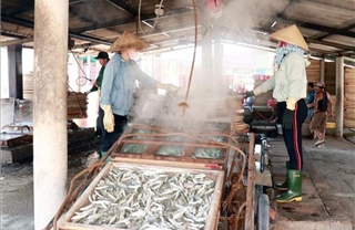 Nhộn nhịp hấp cá xuất khẩu ở Cửa Việt