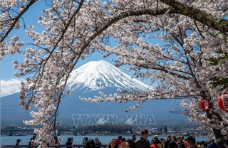 Nhật Bản: Hoa anh đào nở rộ tại núi Phú Sĩ