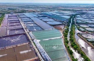 Vùng nuôi tôm siêu thâm canh 280 ha ở Cần Thơ