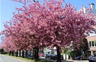 Ngắm hoa anh đào bừng nở ở Brussels (Bỉ)
