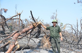 &#39;Nỗi đau&#39; của rừng