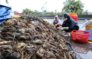 Vùng nuôi tôm hùm lớn nhất cả nước &#39;trắng tay&#39; sau lũ