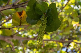 Vị ngọt 'nho biển' giữa Trường Sa