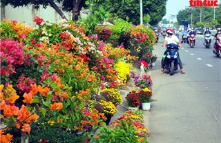 TP Hồ Chí Minh: Hoa Tết xuống phố &#39;ngóng&#39; người mua