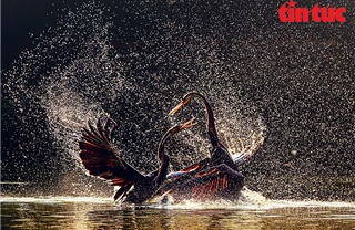 ‘Vũ điệu từ thiên nhiên’ lan tỏa tình yêu đa dạng sinh học Việt Nam