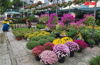 TP Hồ Chí Minh: Rực rỡ hoa, cây cảnh chơi Tết Bính Ngọ 2026 