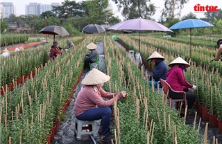 Làng hoa lớn nhất TP Hồ Chí Minh tất bật vào vụ hoa Tết