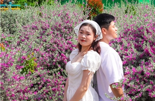 Du khách thích thú &#39;check in&#39;  vườn hoa tuyết sơn phi hồng tại TP Hồ Chí Minh