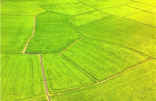 TP Hồ Chí Minh: Du khách đổ về cánh đồng lúa An Nhứt săn ảnh đẹp