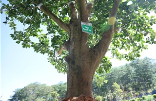 Chiêm ngưỡng 1.000 gốc trà cổ tại Lễ hội Trà quốc tế 2025