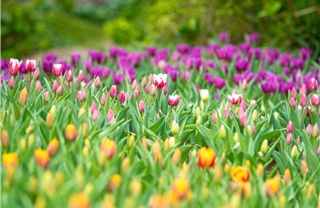Lễ hội hoa tulip góp phần làm mới trải nghiệm du lịch tại núi Bà Đen