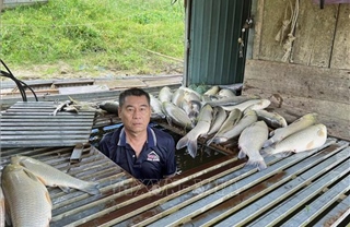 Hàng tấn cá nuôi lồng bè trên sông Lam chết trắng