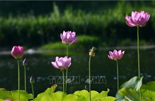 Mùa sen khoe sắc tại Trung Quốc