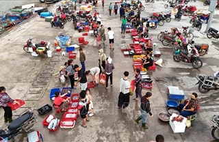 Nhịp sống sôi động tại cảng cá Cửa Nhượng