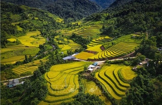 Mùa vàng óng ánh trên cánh đồng bậc thang Huổi Thanh