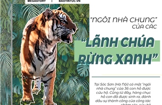 &#39;Ngôi nhà chung&#39; của các &#39;lãnh chúa rừng xanh&#39;