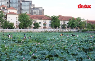 Hà Nội mùa sen tháng Sáu thơm ngát Tây Hồ
