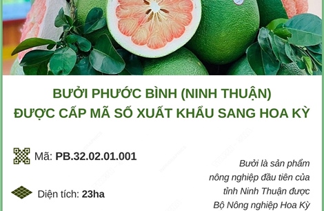 Bưởi Phước Bình được cấp mã số xuất khẩu sang Hoa Kỳ