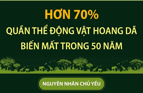 Hơn 70% quần thể động vật hoang dã biến mất trong 50 năm