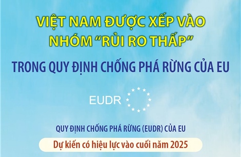Việt Nam được xếp vào nhóm “rủi ro thấp” trong Quy định chống phá rừng của EU