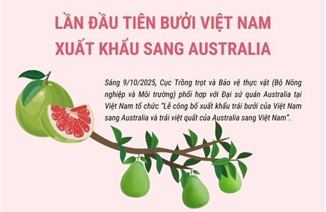 Lần đầu tiên bưởi Việt Nam xuất khẩu sang Australia