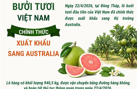 Bưởi tươi Việt Nam chính thức xuất khẩu sang Australia