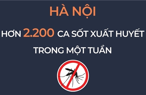 Hà Nội: Ghi nhận trên 2.200 ca sốt xuất huyết trong một tuần