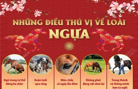 Những điều thú vị về loài ngựa