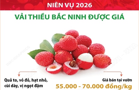 Niên vụ 2026: Vải thiều Bắc Ninh được giá