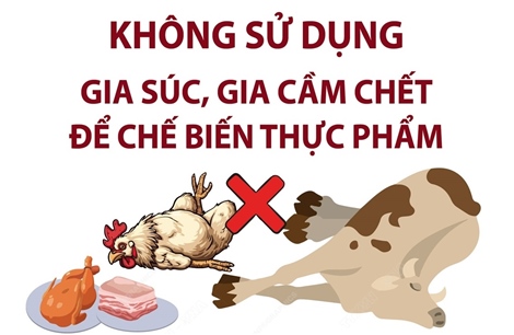 Khuyến cáo người dân vùng bão lũ không sử dụng gia súc, gia cầm chết chế biến thực phẩm