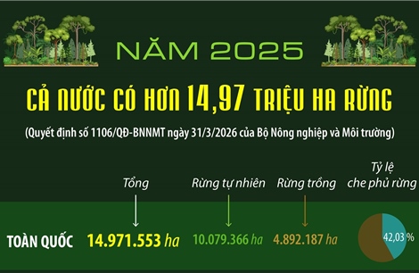 Năm 2025: Cả nước có hơn 14.97 triệu ha rừng